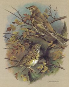Buy Engraving Basil Ede and Pevchiy thrush ... Offset lithography. England, 1965 | Florida Online Pharmacy | https://florida.buy-pharm.com