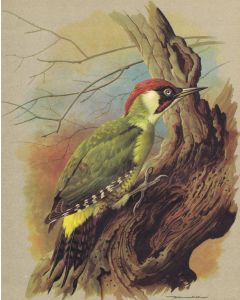 Buy Engraving by Basil Ede The Green Woodpecker. Offset lithography. England, 1965 | Florida Online Pharmacy | https://florida.buy-pharm.com